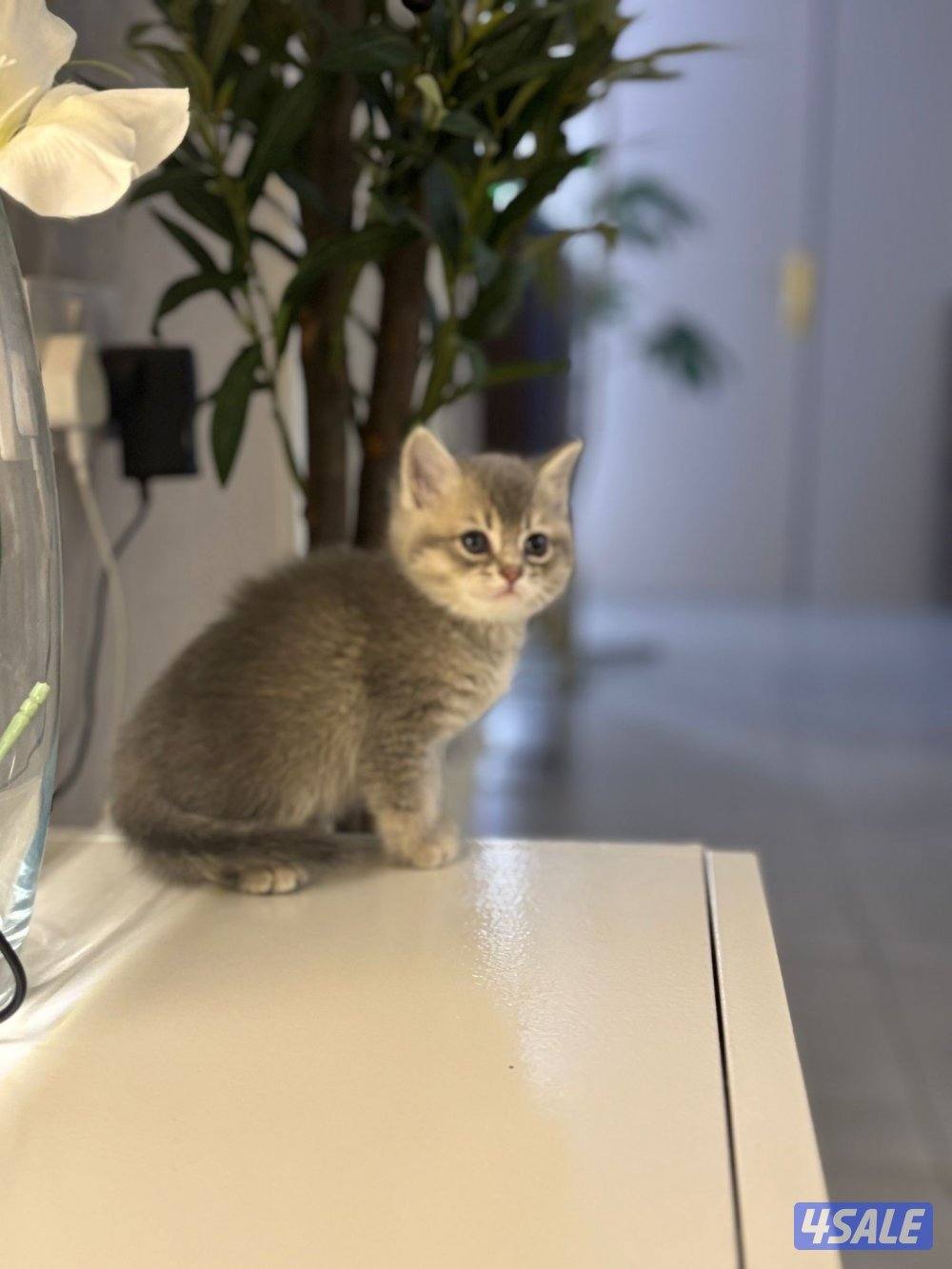 ٤ سكوتش فولد5