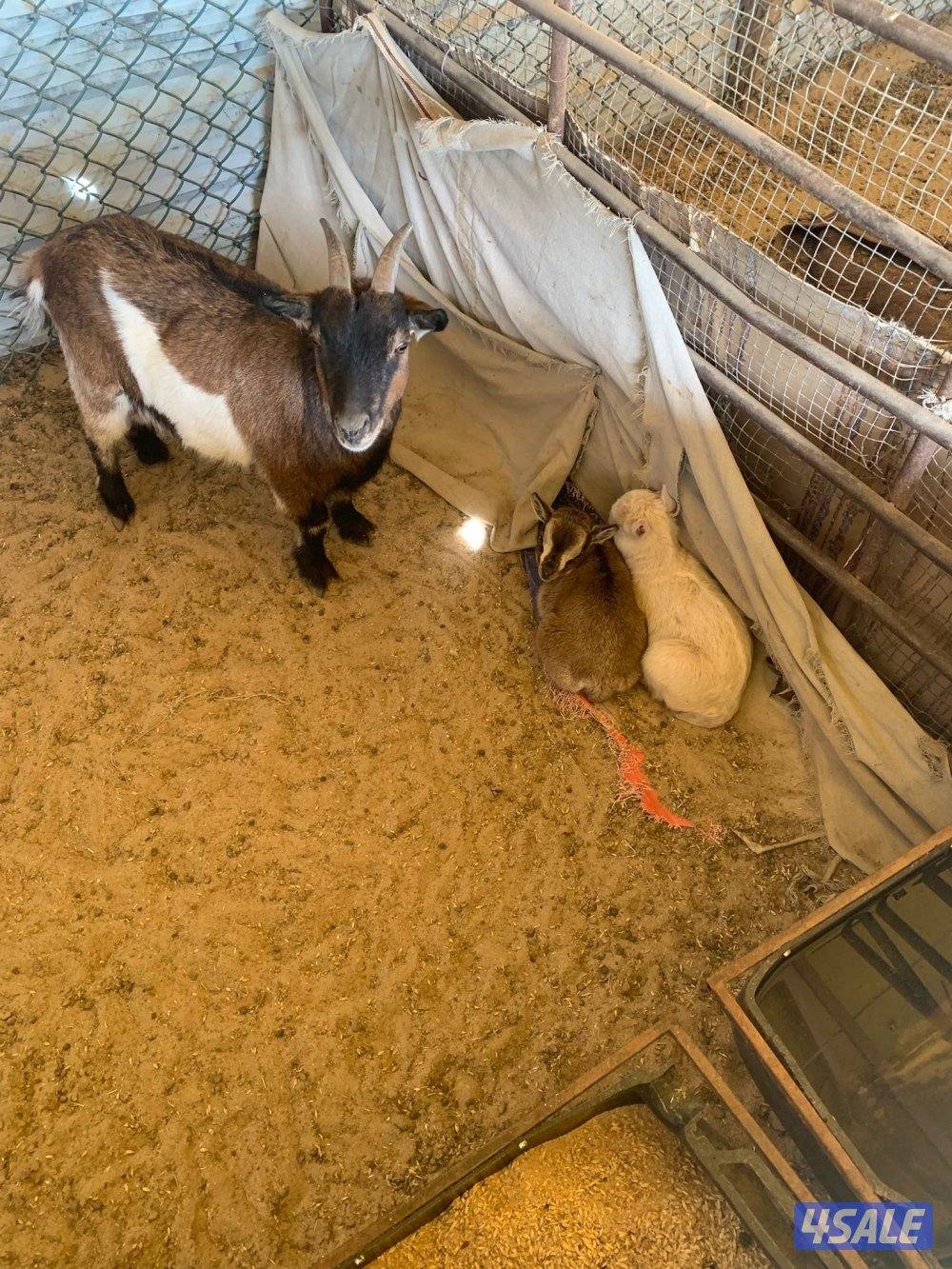 مطافيل جيكيات0