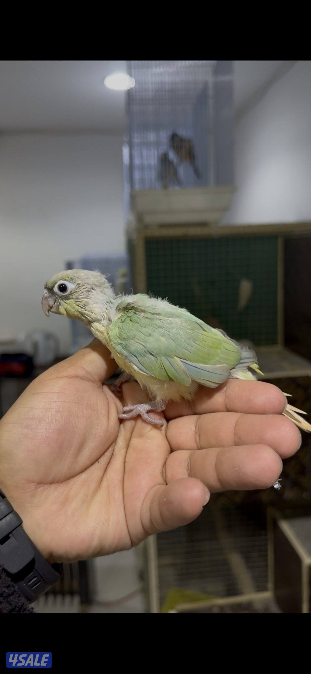 🧶فروخ ربوة🧶0