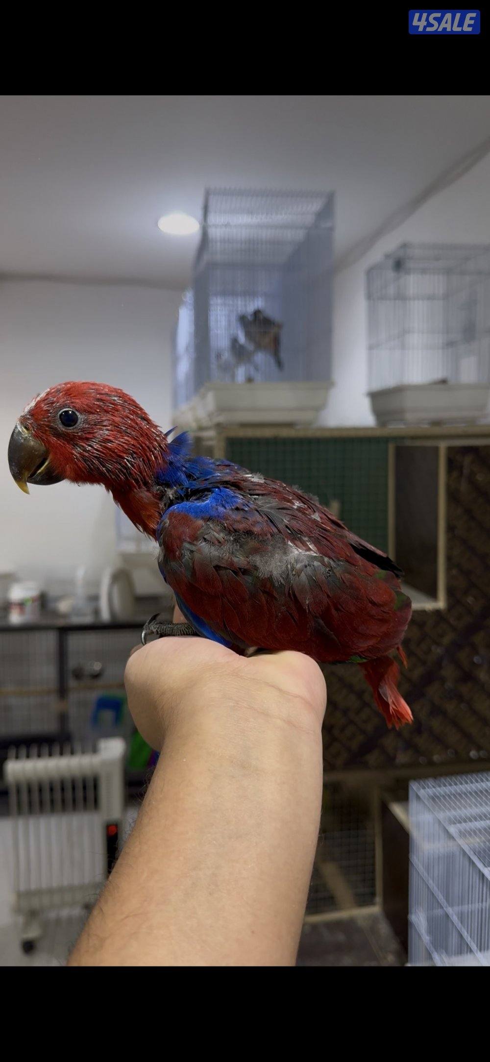 🧶فروخ ربوة🧶2