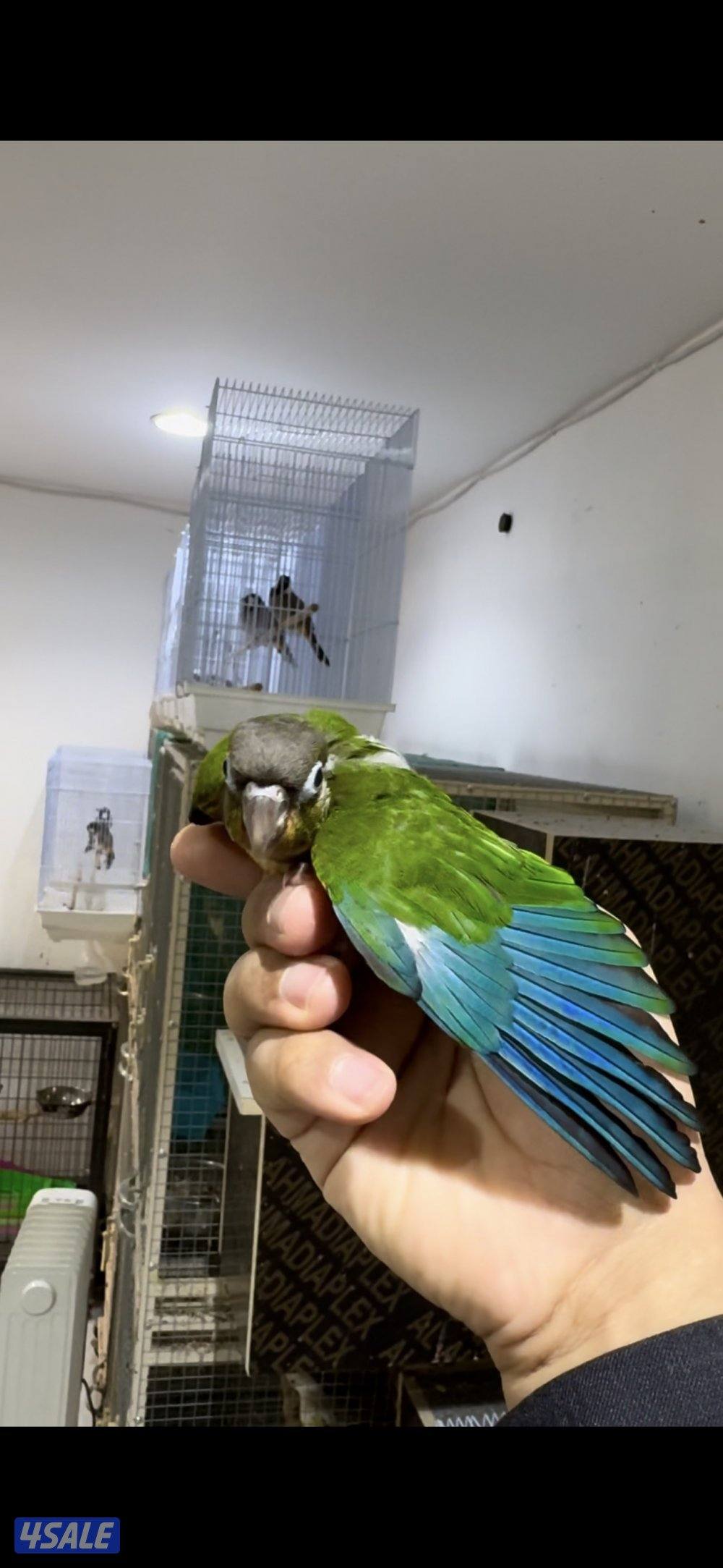 🧶فروخ ربوة🧶1