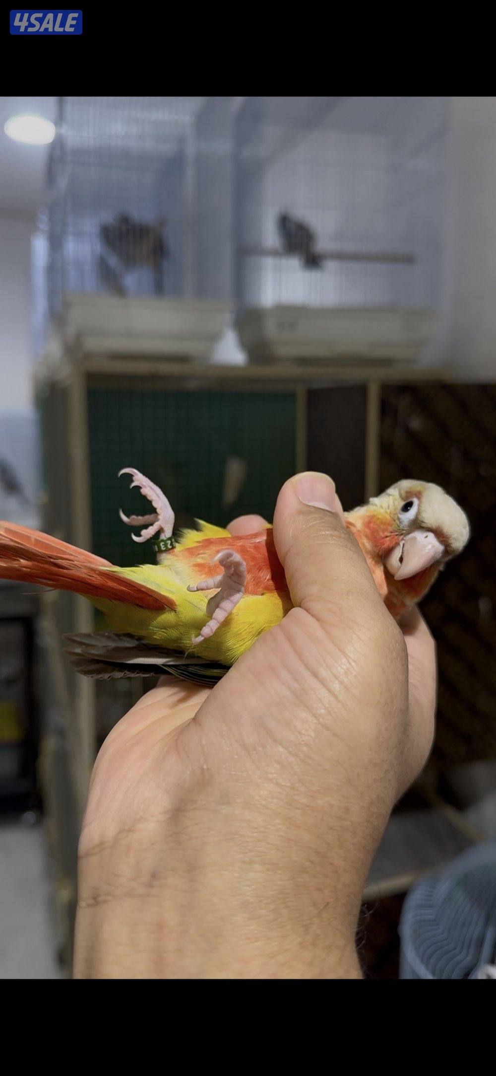 🧶فروخ ربوة🧶5