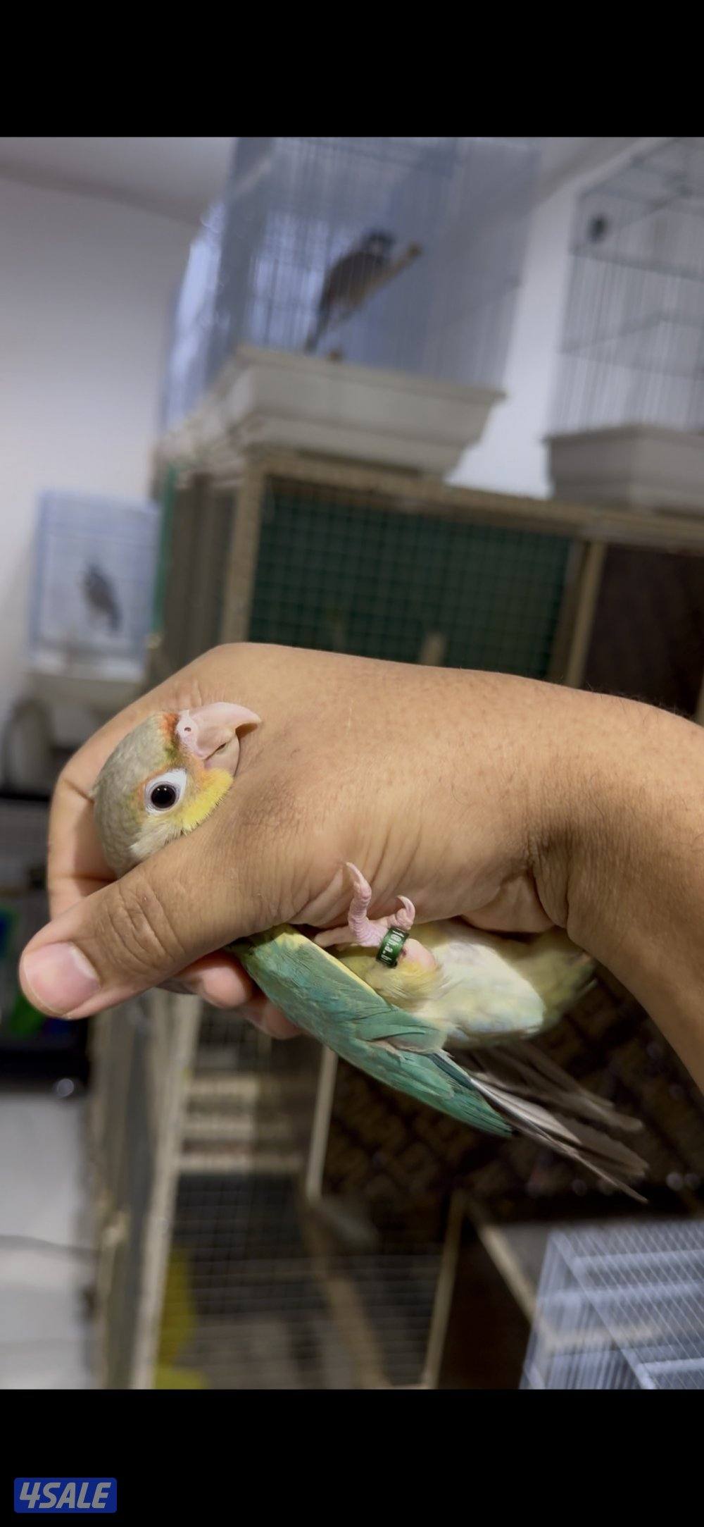 🧶فروخ ربوة🧶3