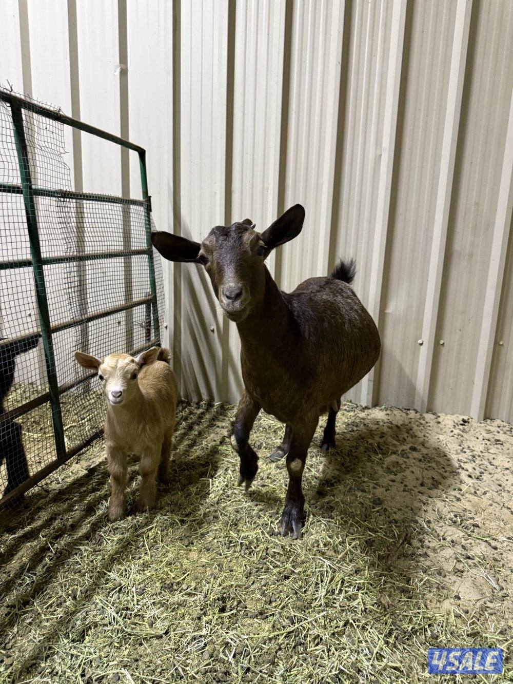 معزة جيكية مطفل تحتها جفرة التواصل وتس اب فقط0