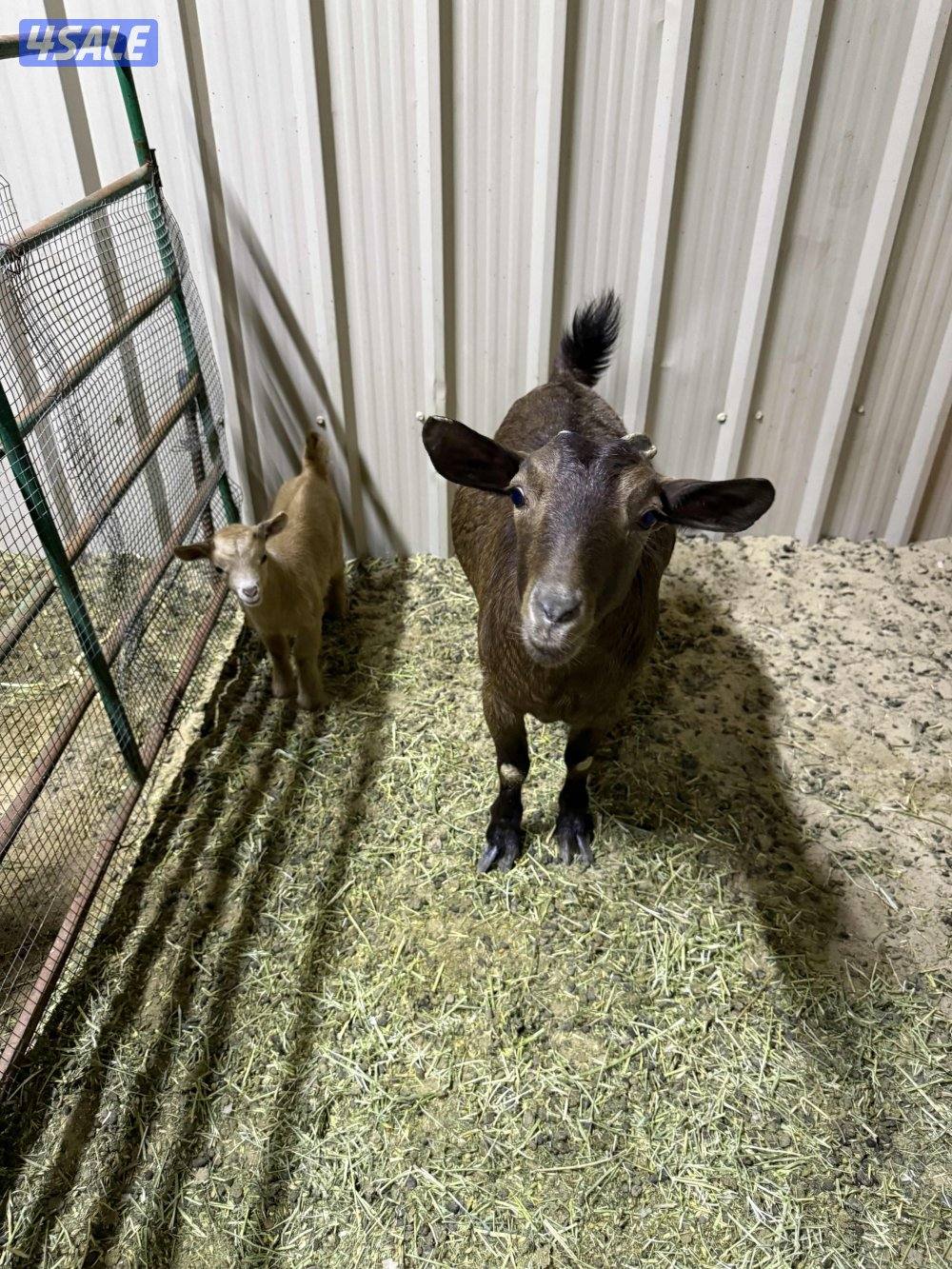 معزة جيكية مطفل تحتها جفرة التواصل وتس اب فقط1