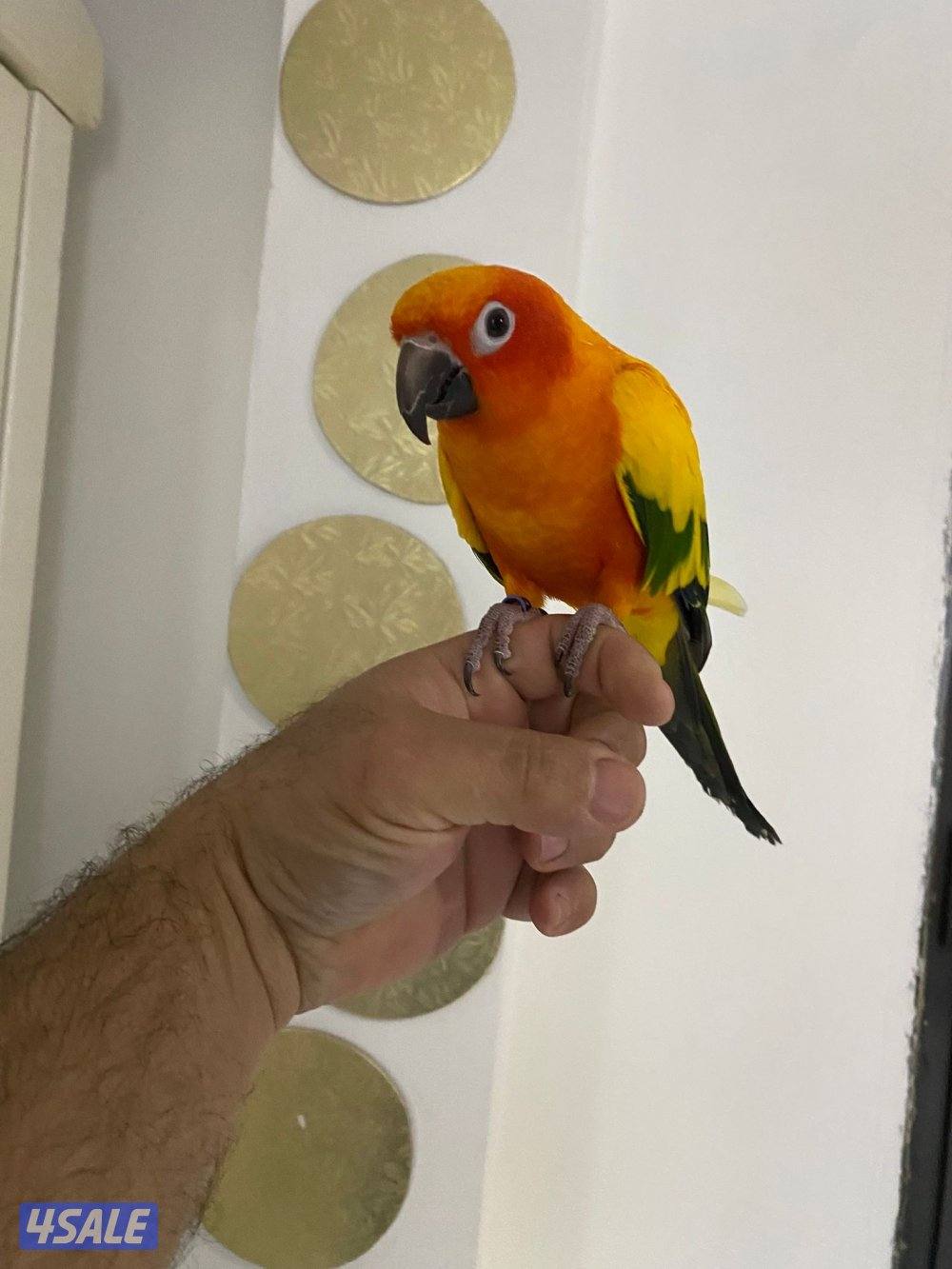 للبيع صن  كنيور ربوه جناح كامل في جم كلمه0