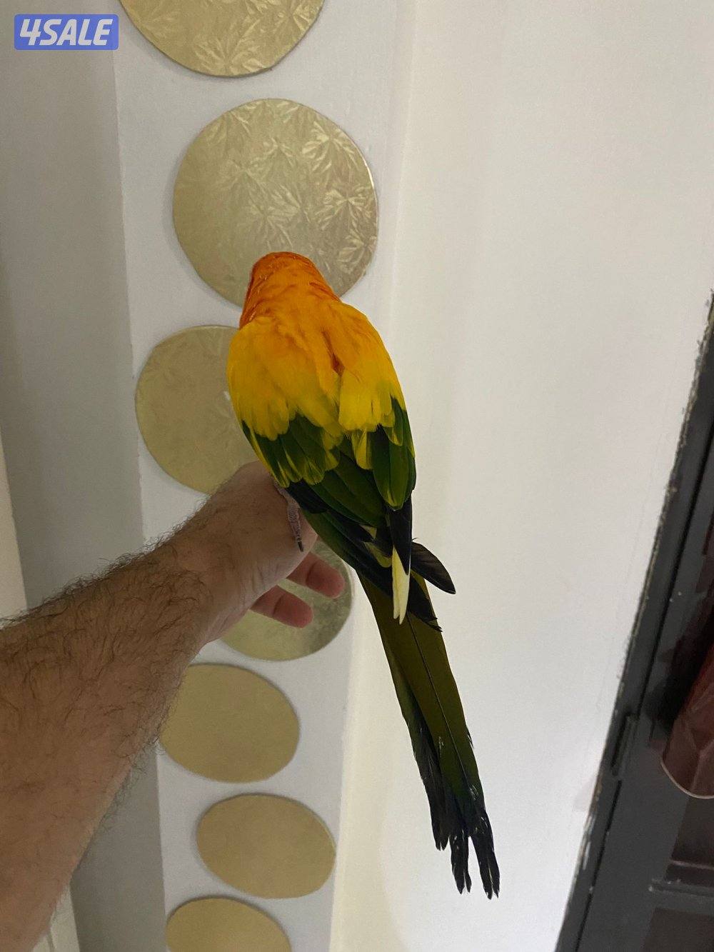 للبيع صن  كنيور ربوه جناح كامل في جم كلمه1