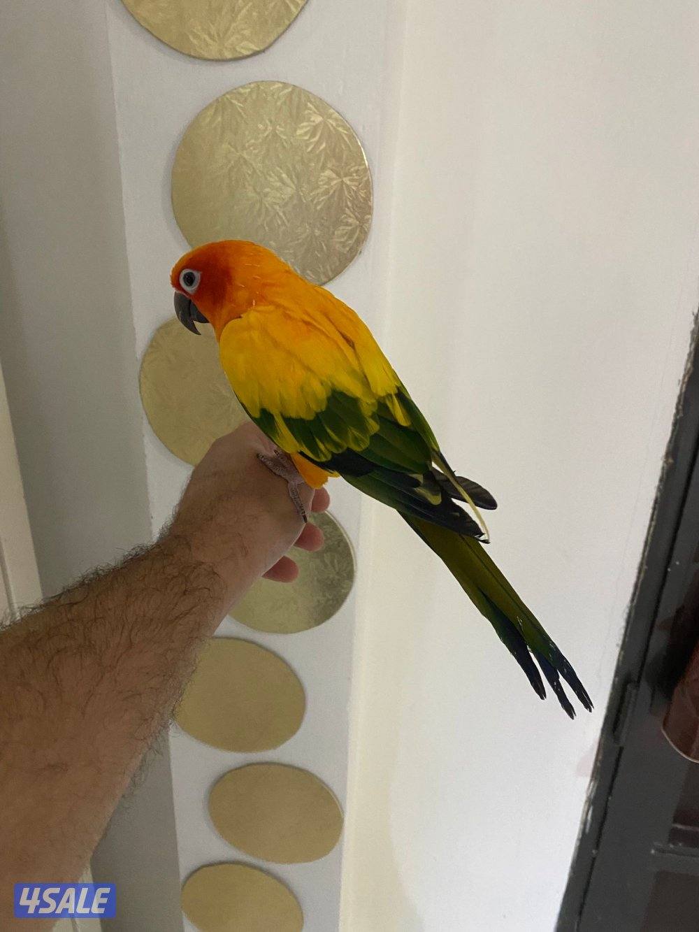 للبيع صن  كنيور ربوه جناح كامل في جم كلمه2