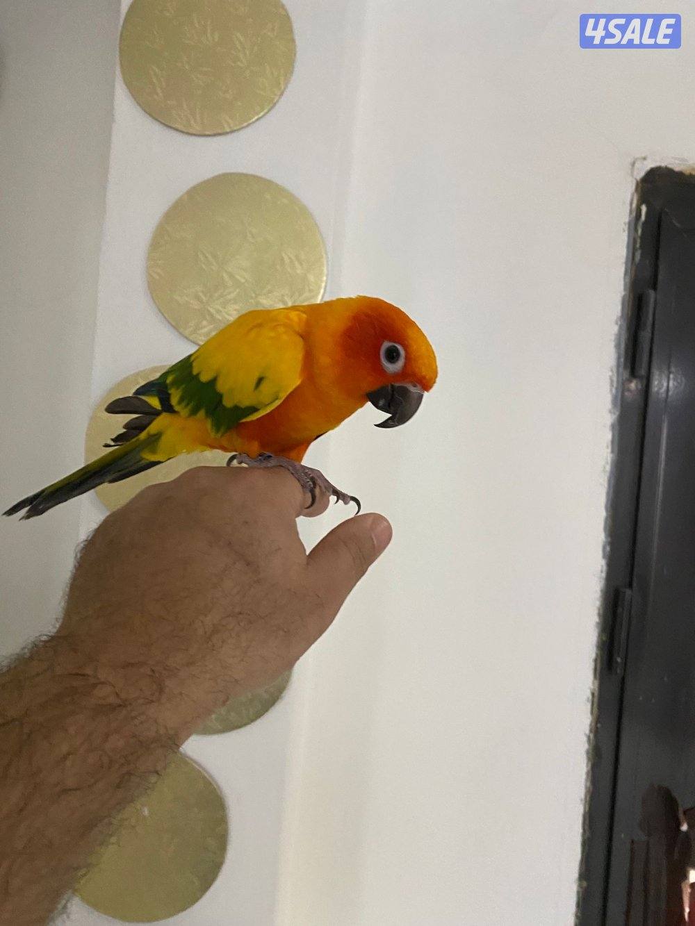 للبيع صن  كنيور ربوه جناح كامل في جم كلمه3