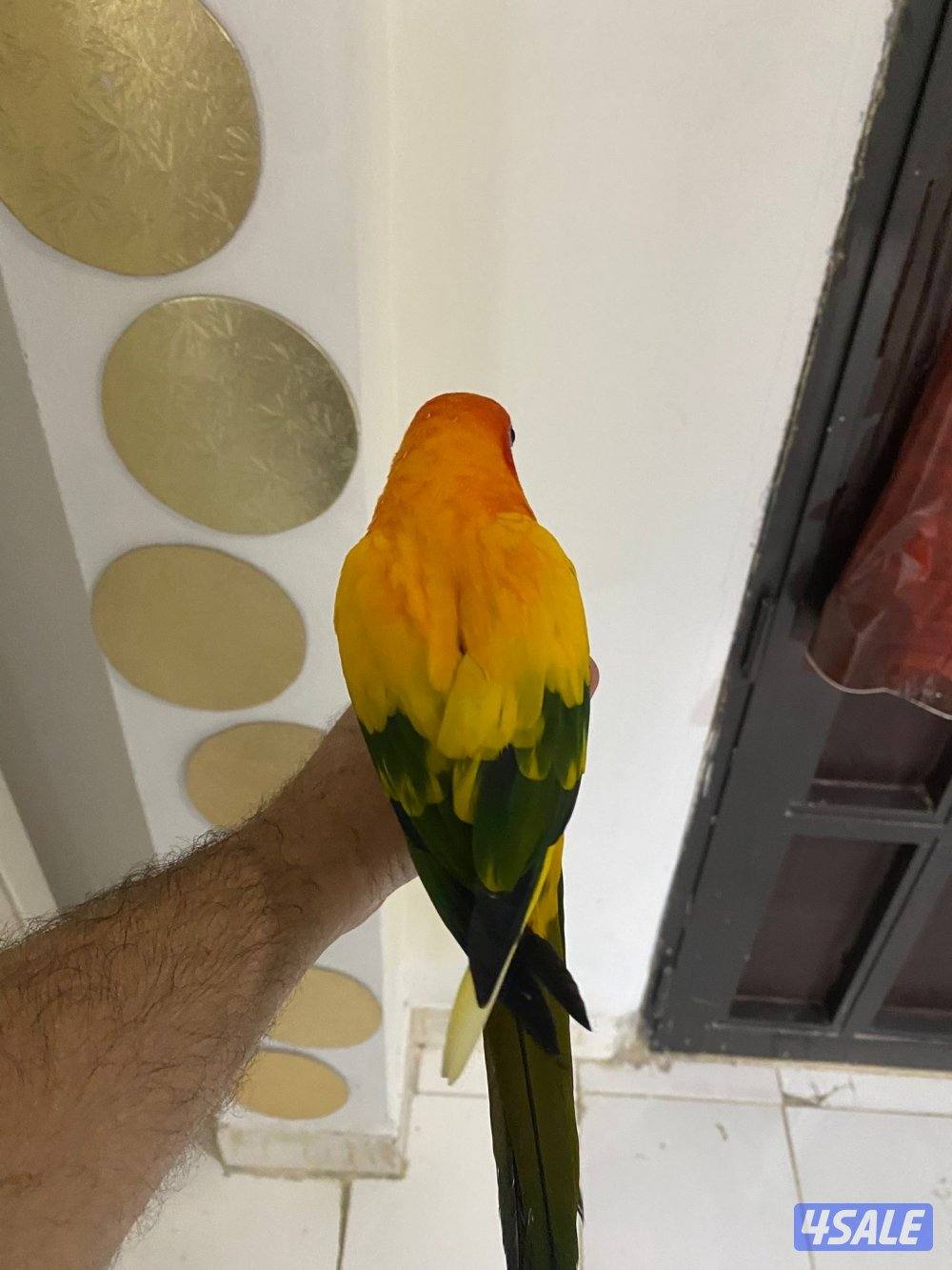 للبيع صن  كنيور ربوه جناح كامل في جم كلمه6