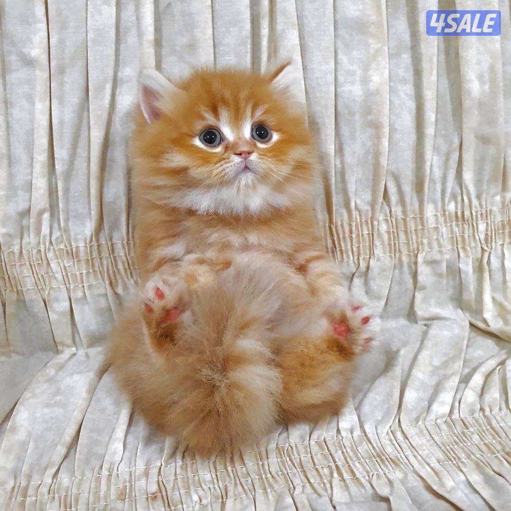 كيتن هولندي مون فيس بيور0