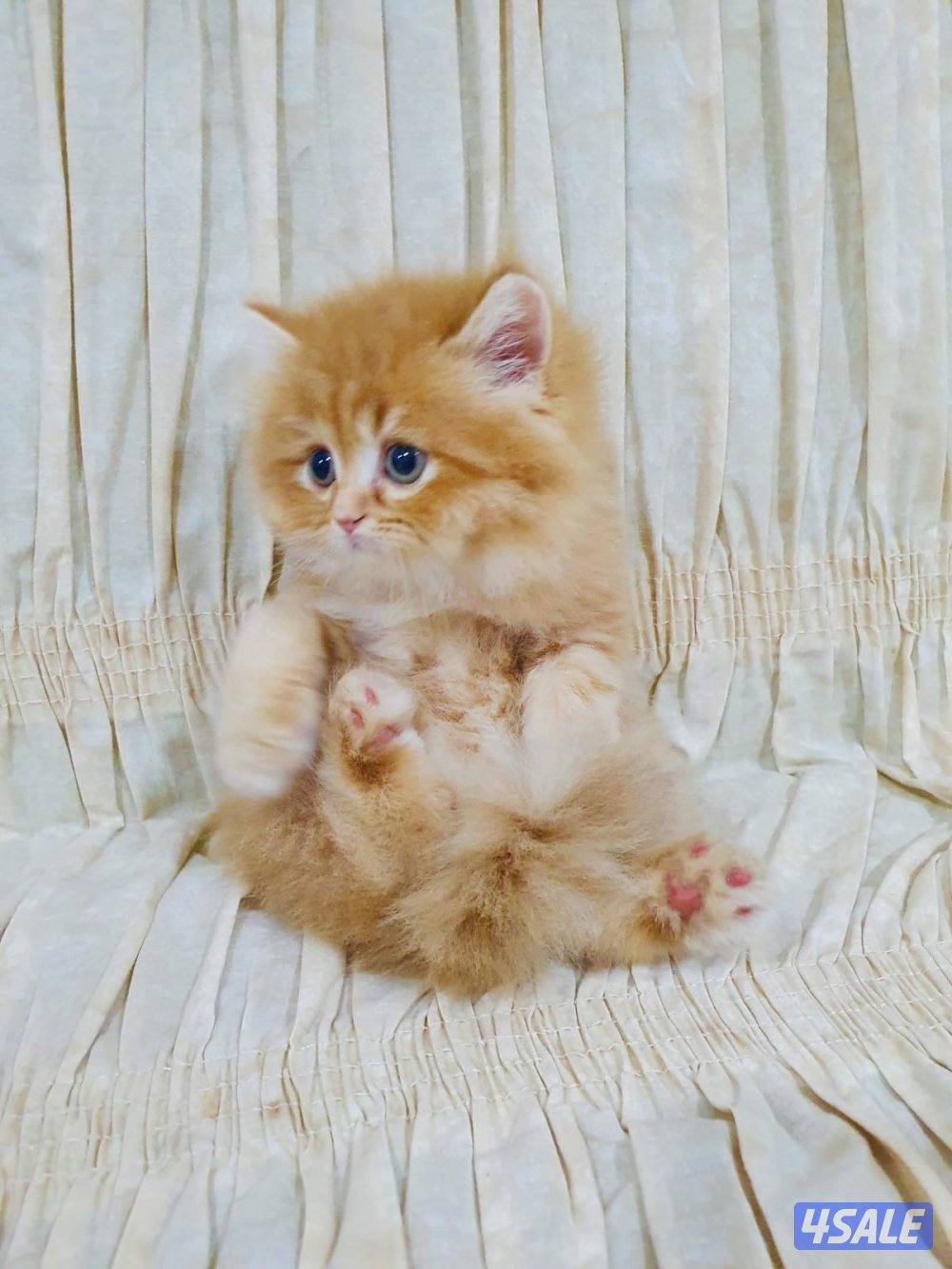 كيتن هولندي مون فيس بيور1