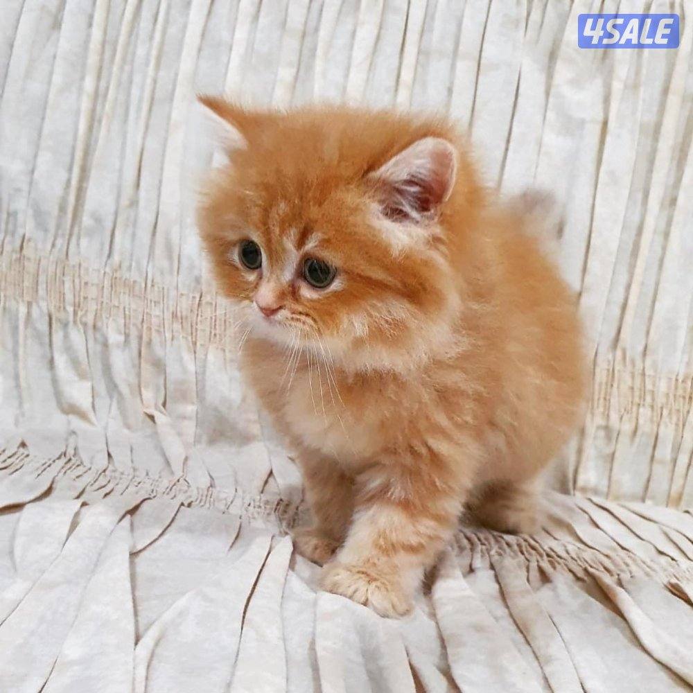 كيتن هولندي مون فيس بيور3