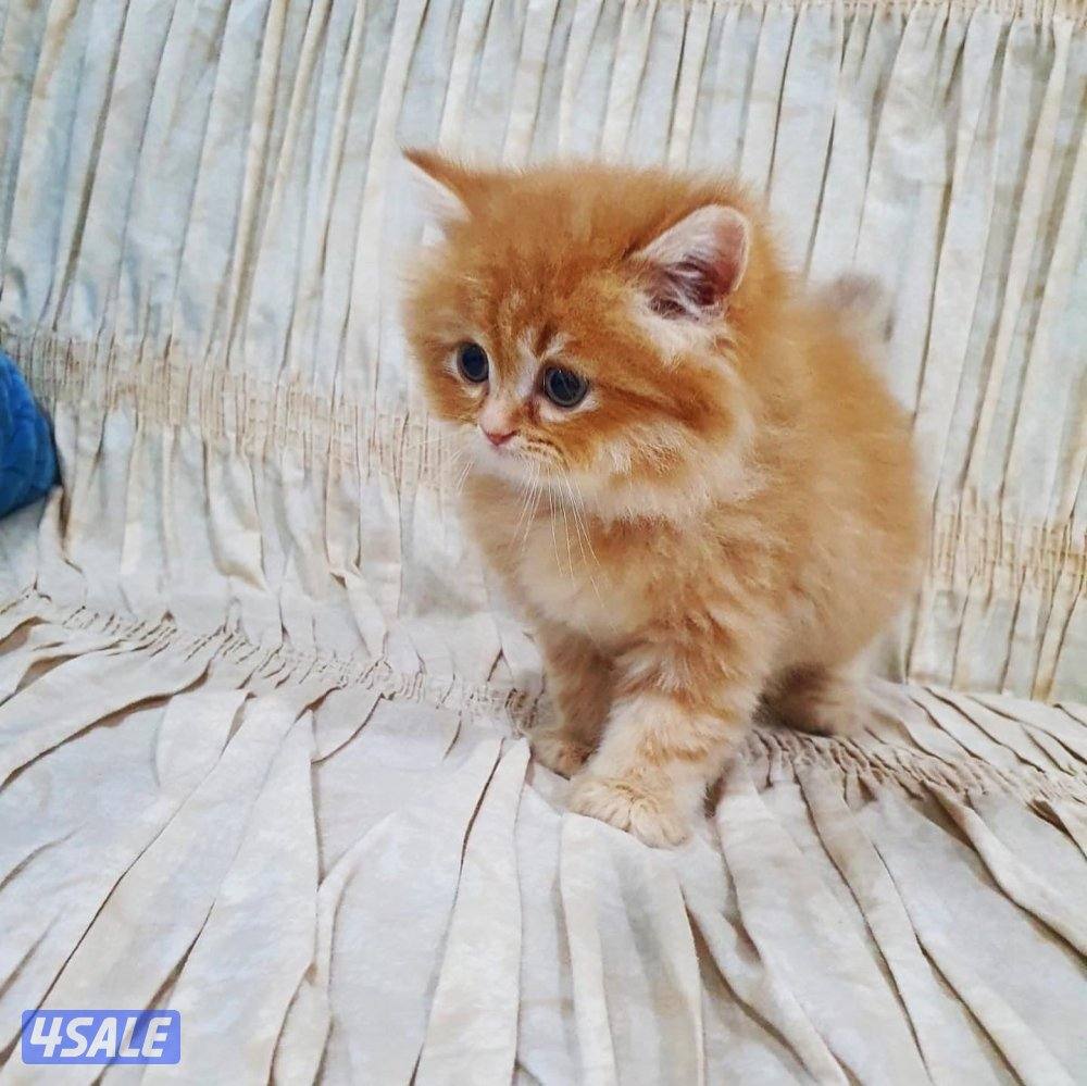 كيتن هولندي مون فيس بيور4