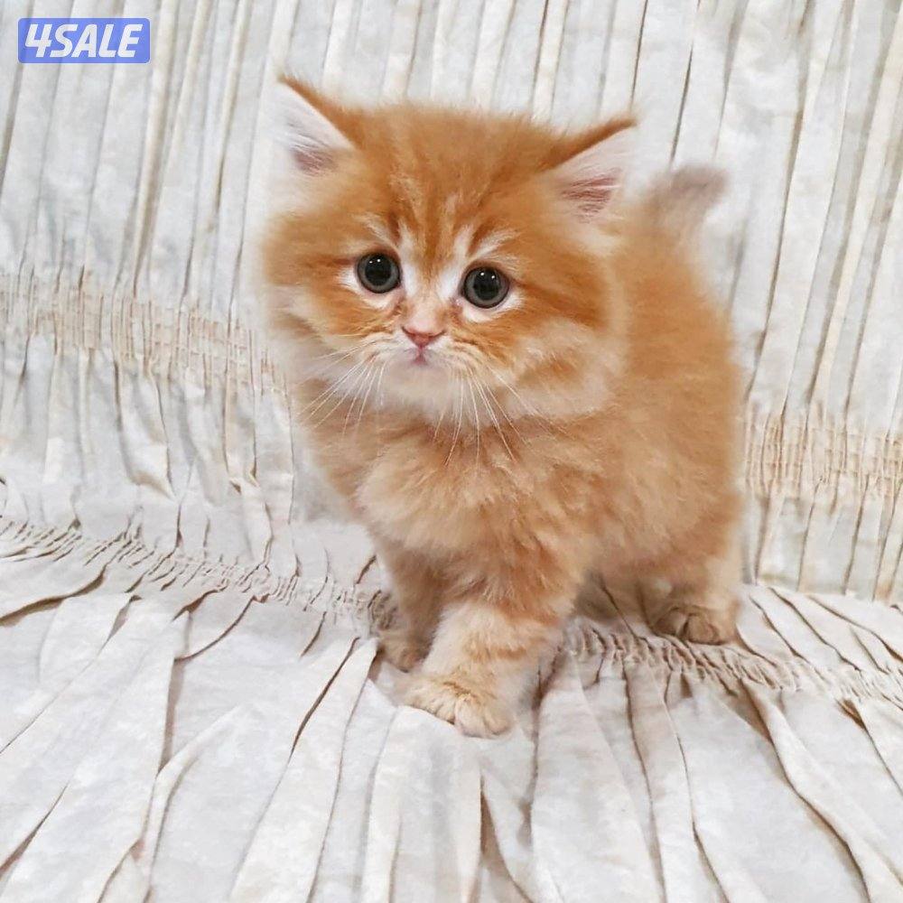 كيتن هولندي مون فيس بيور6