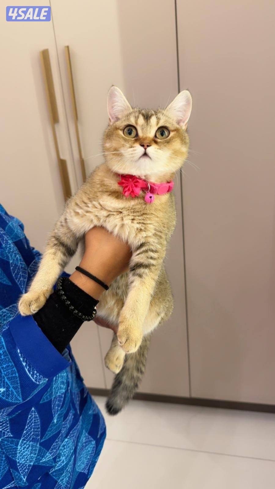 للتزواج ذكر قولدن + قطط مو للتبني6