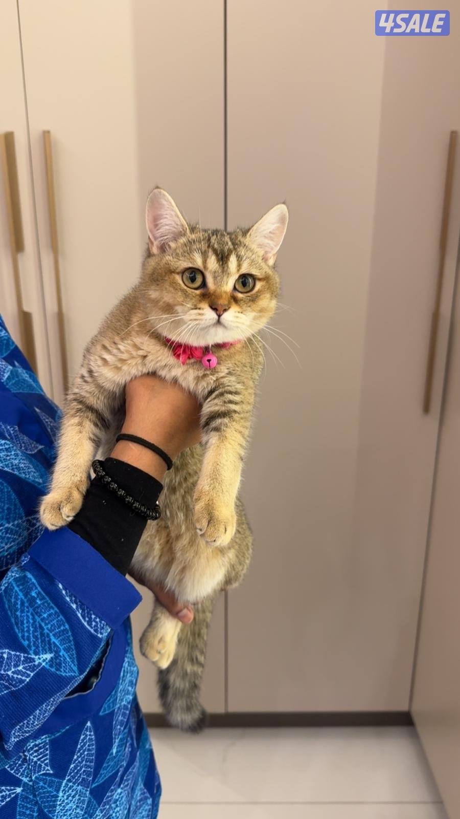 للتزواج ذكر قولدن + قطط مو للتبني7