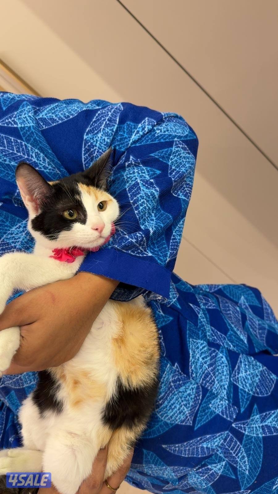 للتزواج ذكر قولدن + قطط مو للتبني8