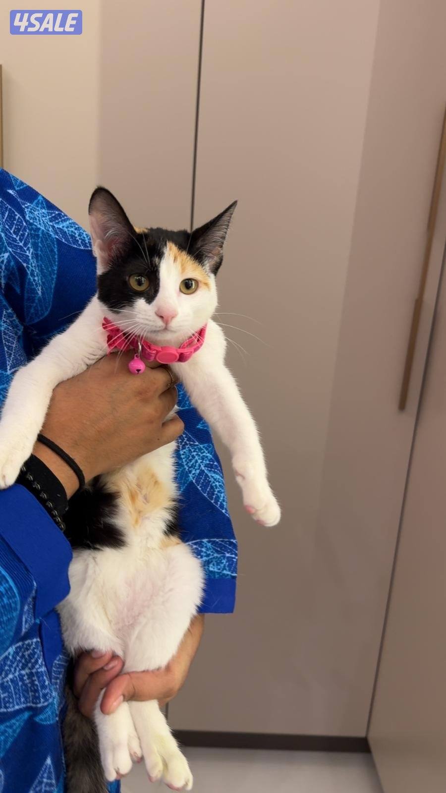 للتزواج ذكر قولدن + قطط مو للتبني9