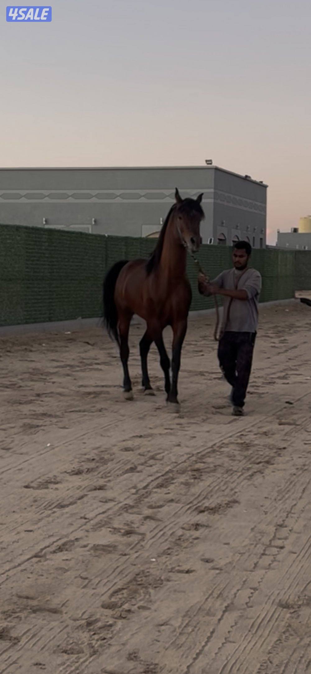 للبيع حصان شرط السلم بلكامل ولاكن عور0