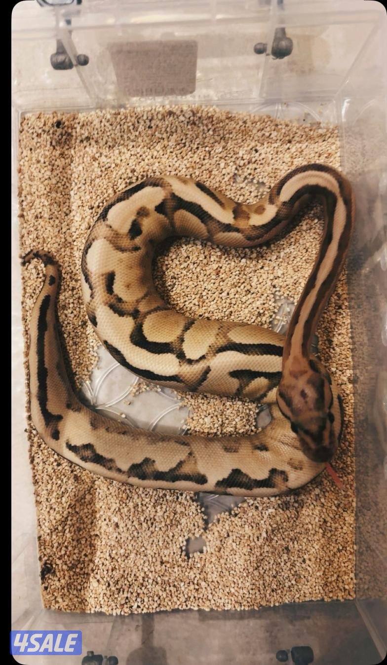 حيه للبيع بولوبايثن ألوان مميزه0