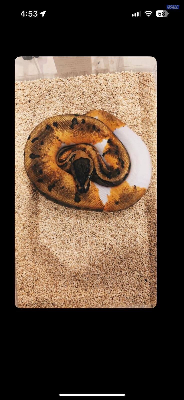 حيه للبيع بولوبايثن ألوان مميزه1