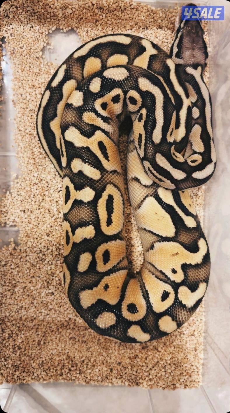 حيه للبيع بولوبايثن ألوان مميزه2