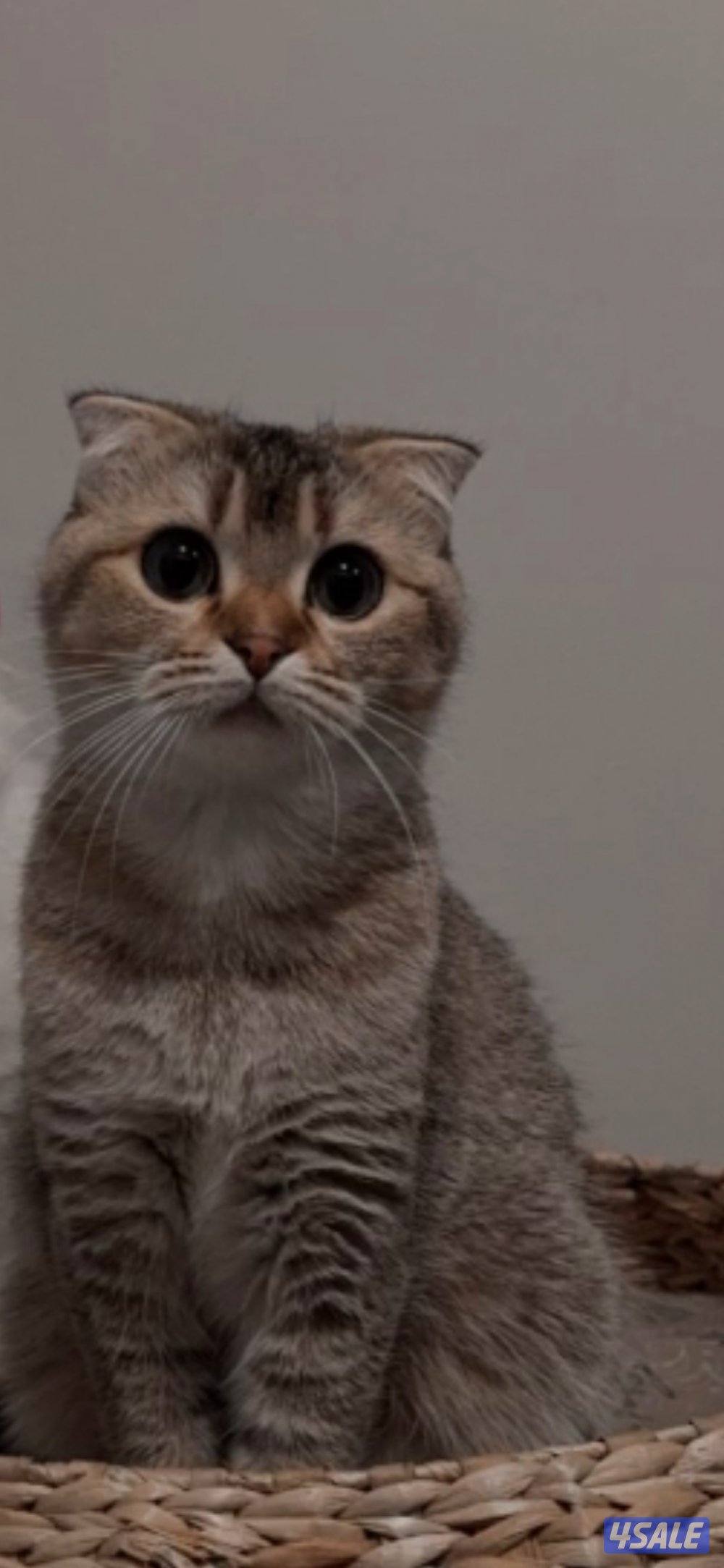 للتبني انثى سكوتش فولد0