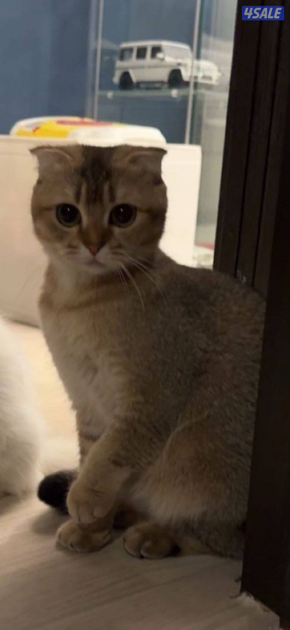 للتبني انثى سكوتش فولد1