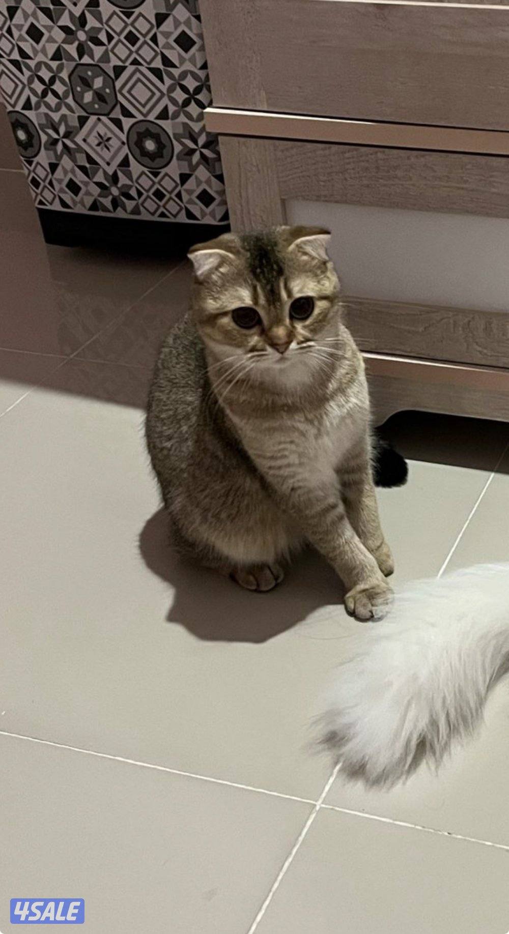 للتبني انثى سكوتش فولد3