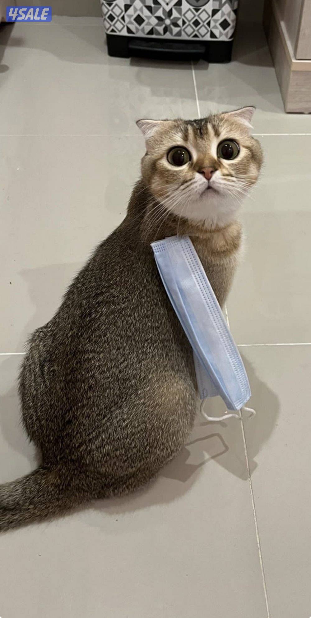 للتبني انثى سكوتش فولد4