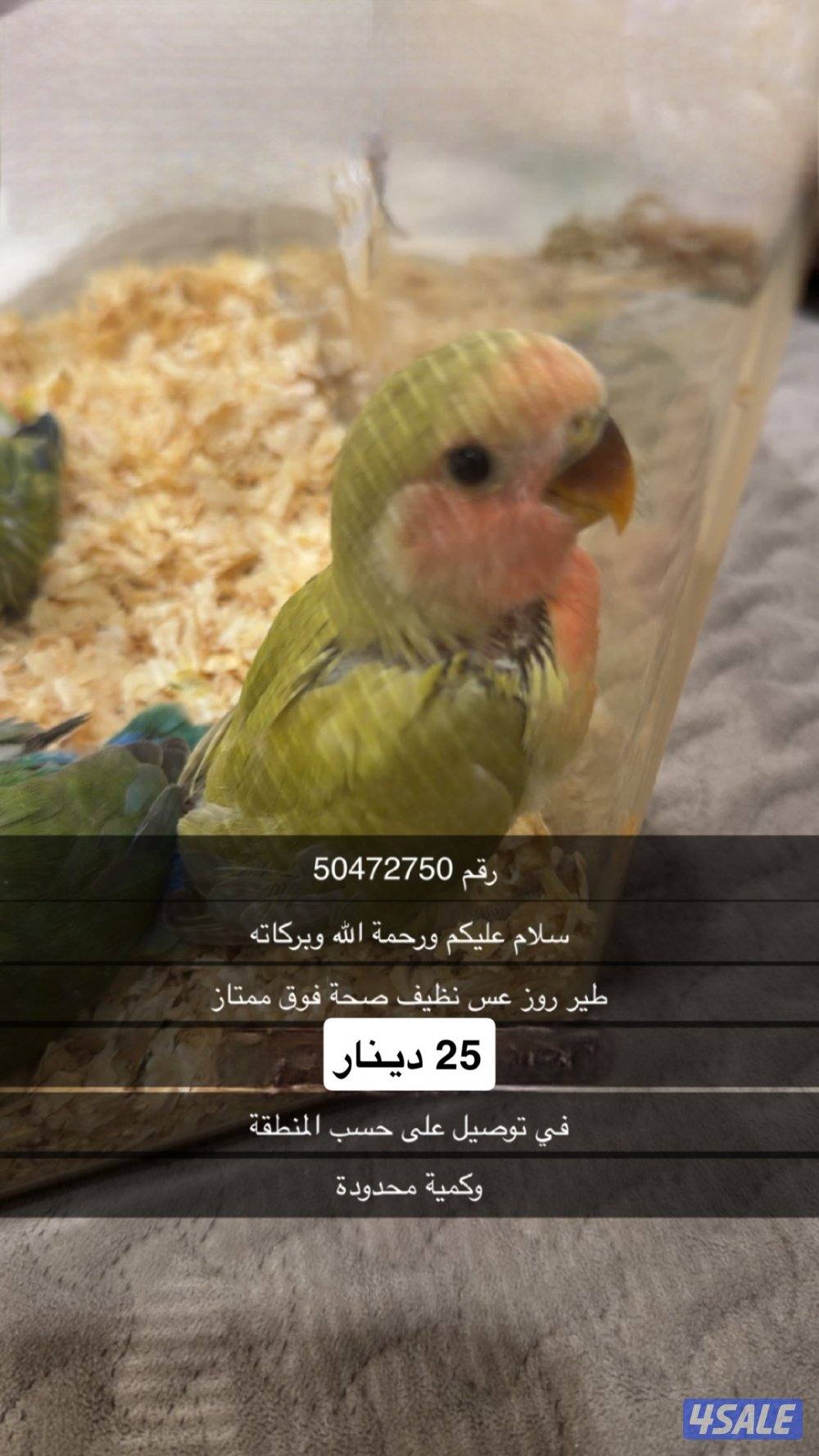 روز ربوه الصحة فوق الممتاز. بيع سريعة0