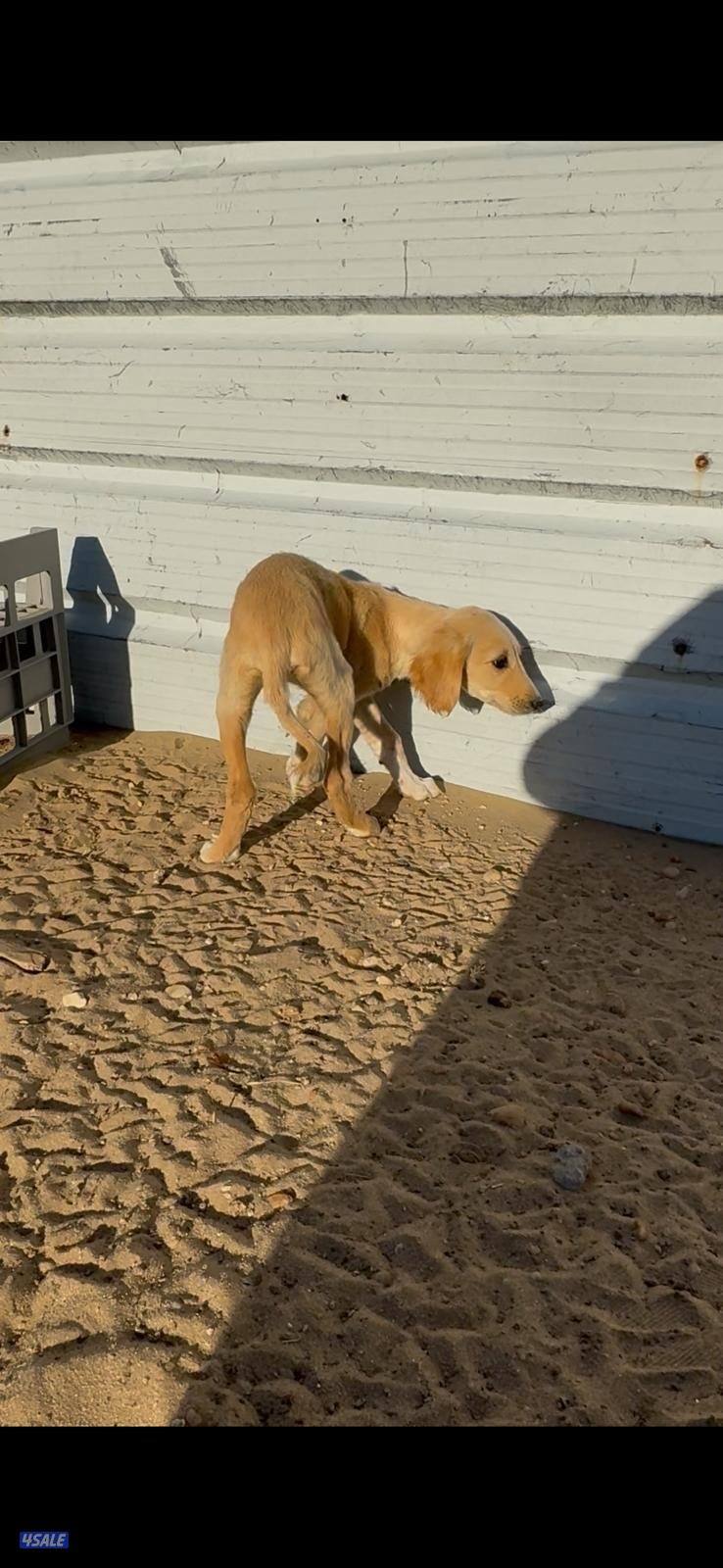 للبيع سلوقي عربي اريش حمر0