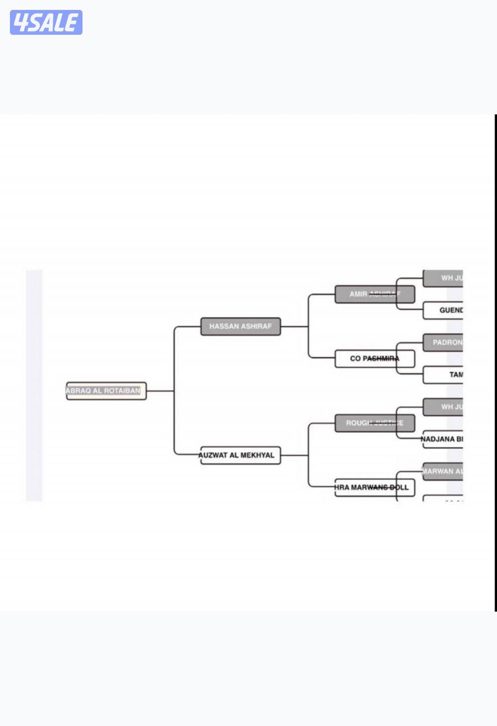 فحل مكس طيب8