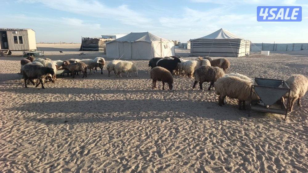 للبيع غنم 34 راس0