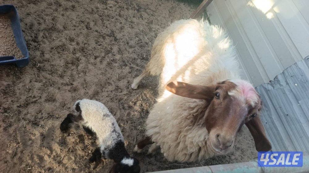 للبيع غنم 34 راس1