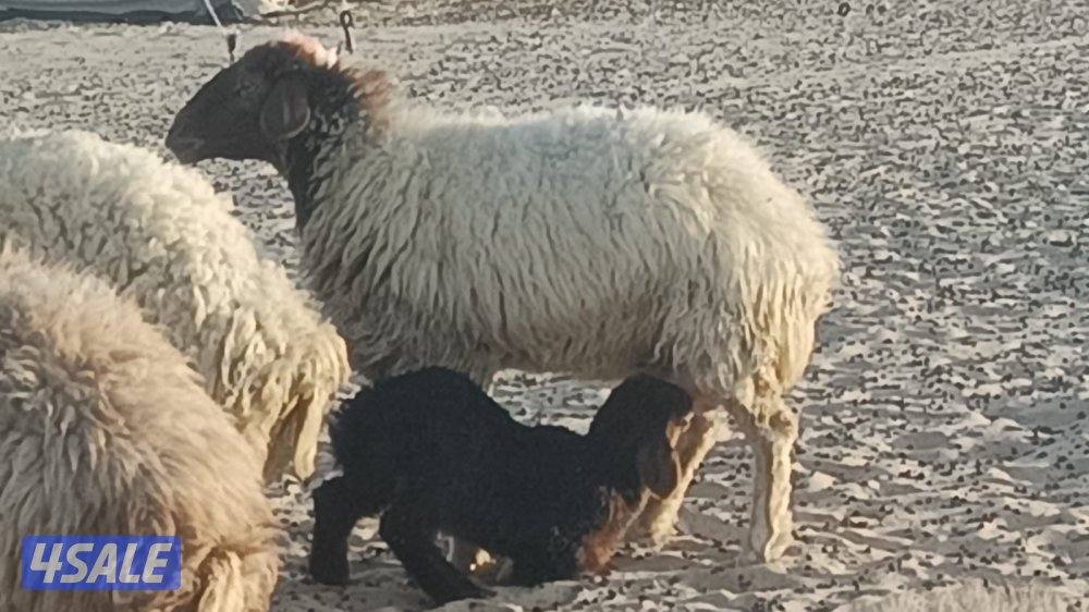 للبيع غنم 34 راس3