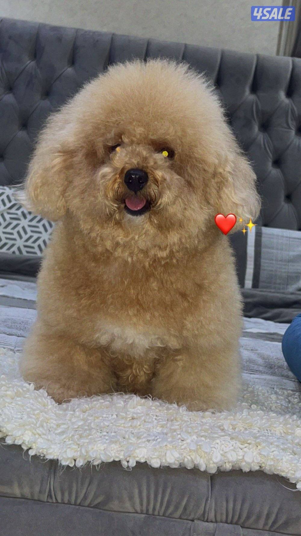 للبيع ذكر بودل2