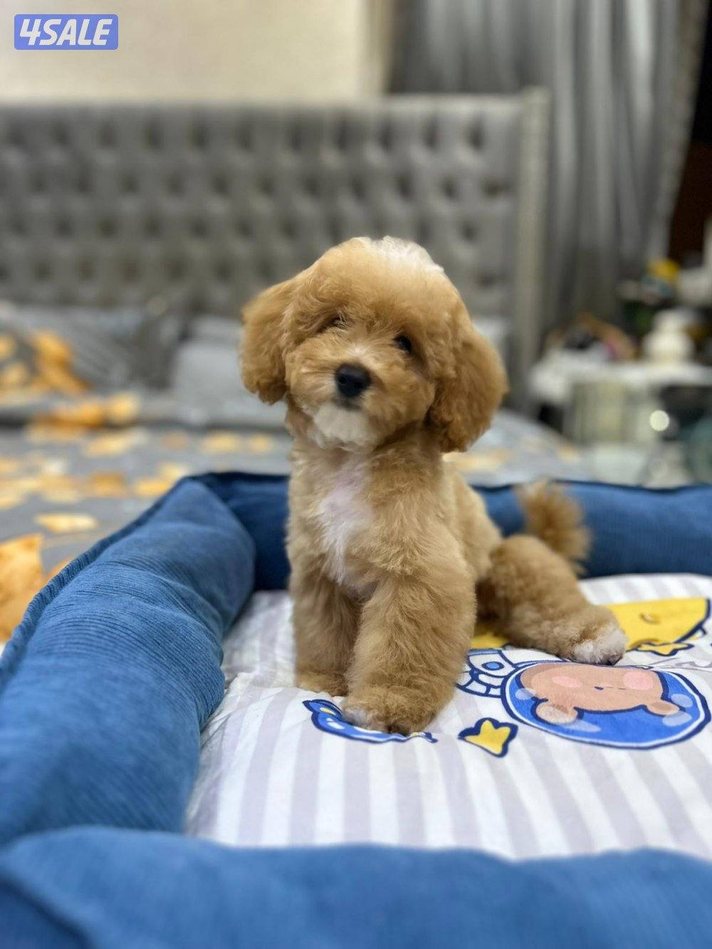 للبيع ذكر بودل3