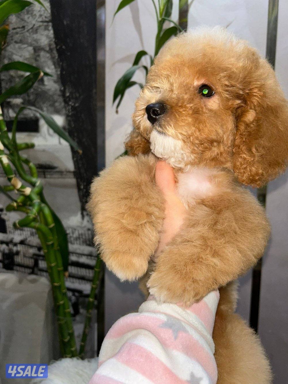 للبيع ذكر بودل0