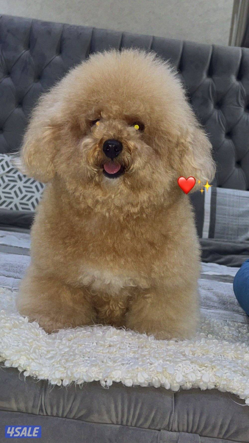 للبيع ذكر بودل2