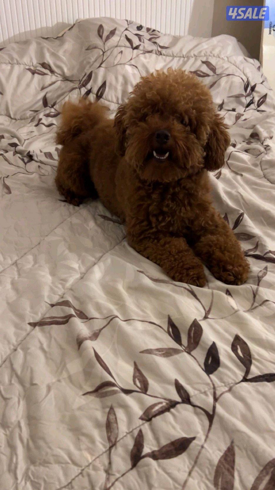 بودل ذكر للتزاوج0