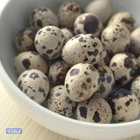 فري - بيض فري1