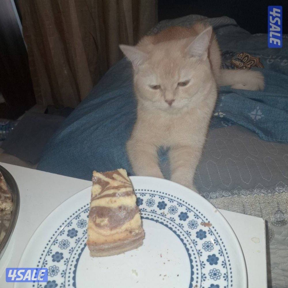 المهبولة قطعة ٢ شارع خلف   اوكسجين الصحي امام مانجو هايبر8