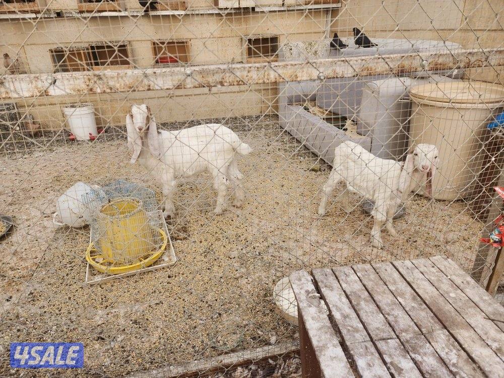 عدد  2 معزة جفار ضرايب0