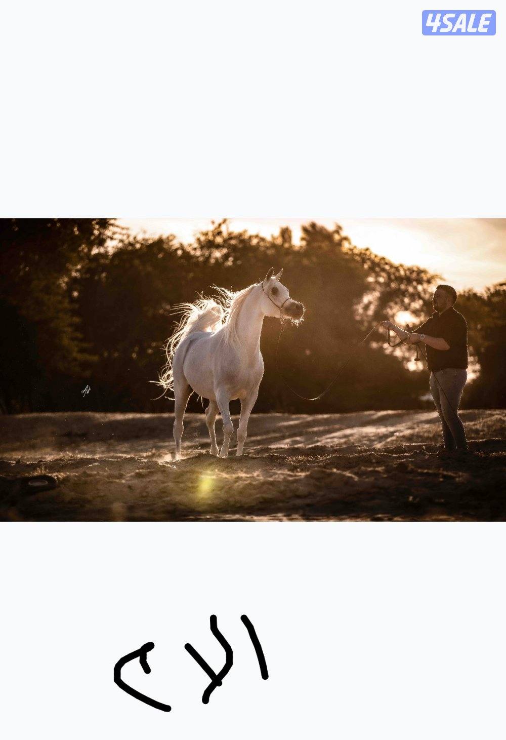 للبيع مهره1