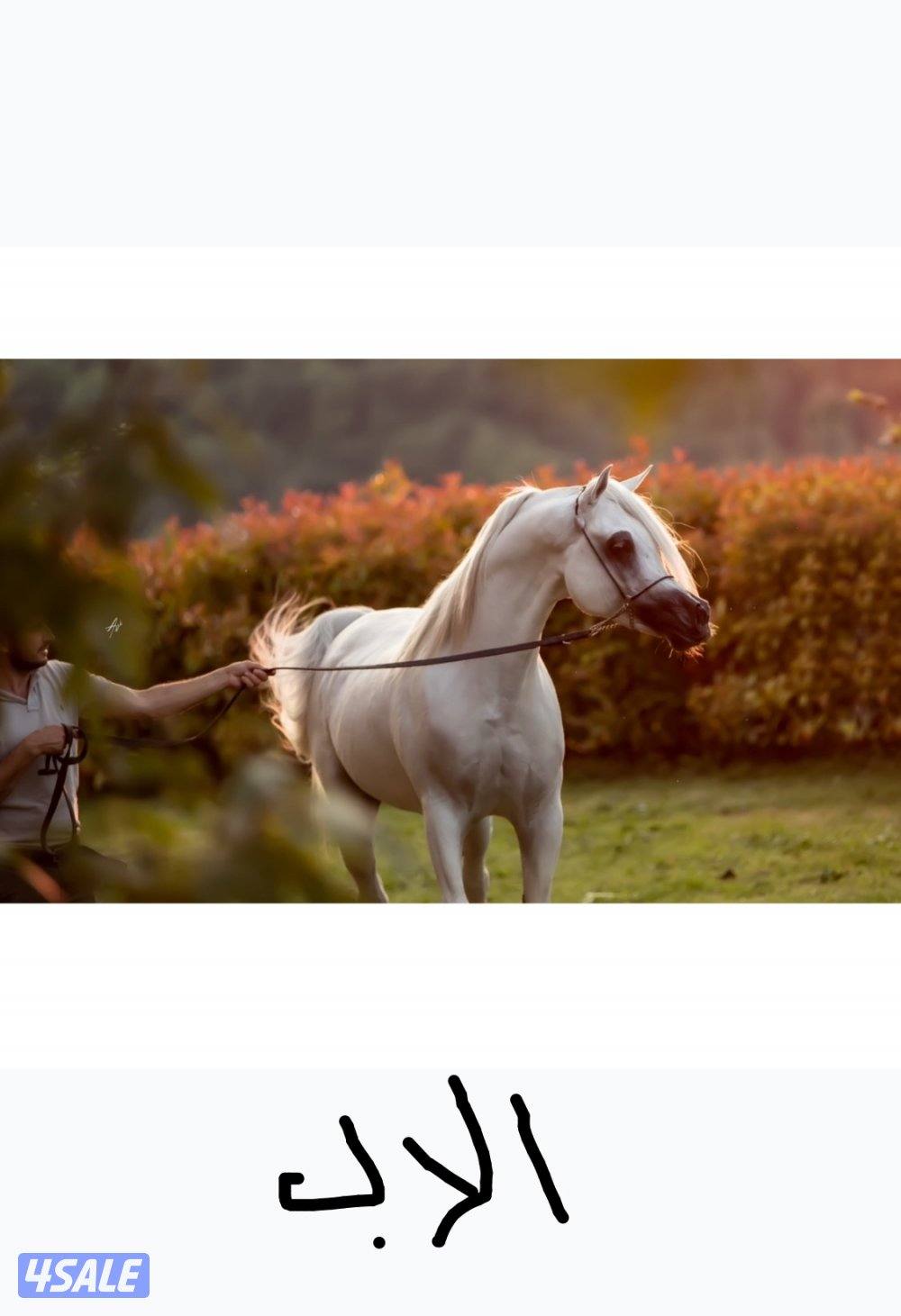 للبيع مهره2