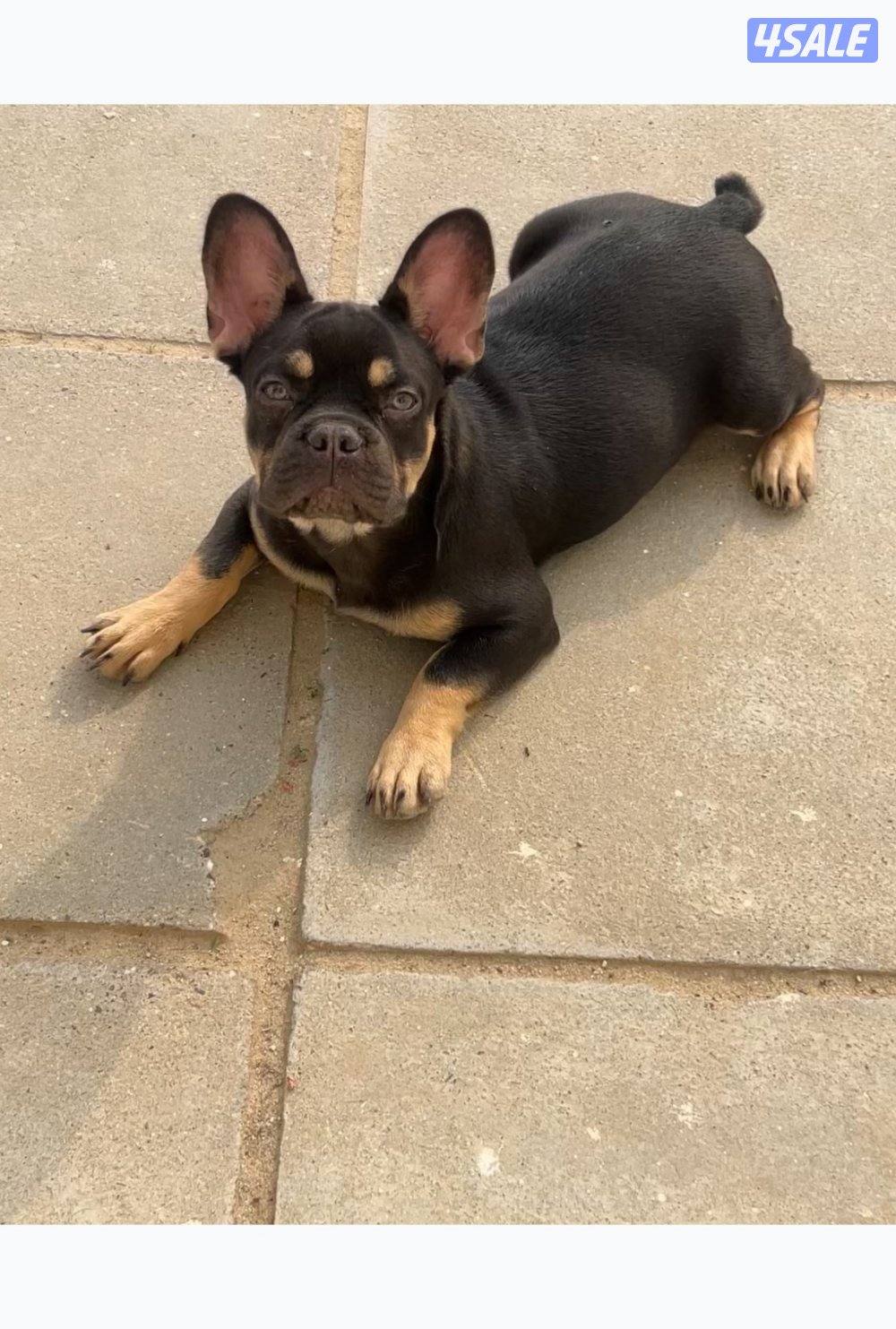 فرنش بولدوق ماخذ جميع تطعيماته العمر٤ شهور و نص والابو من روسيا0