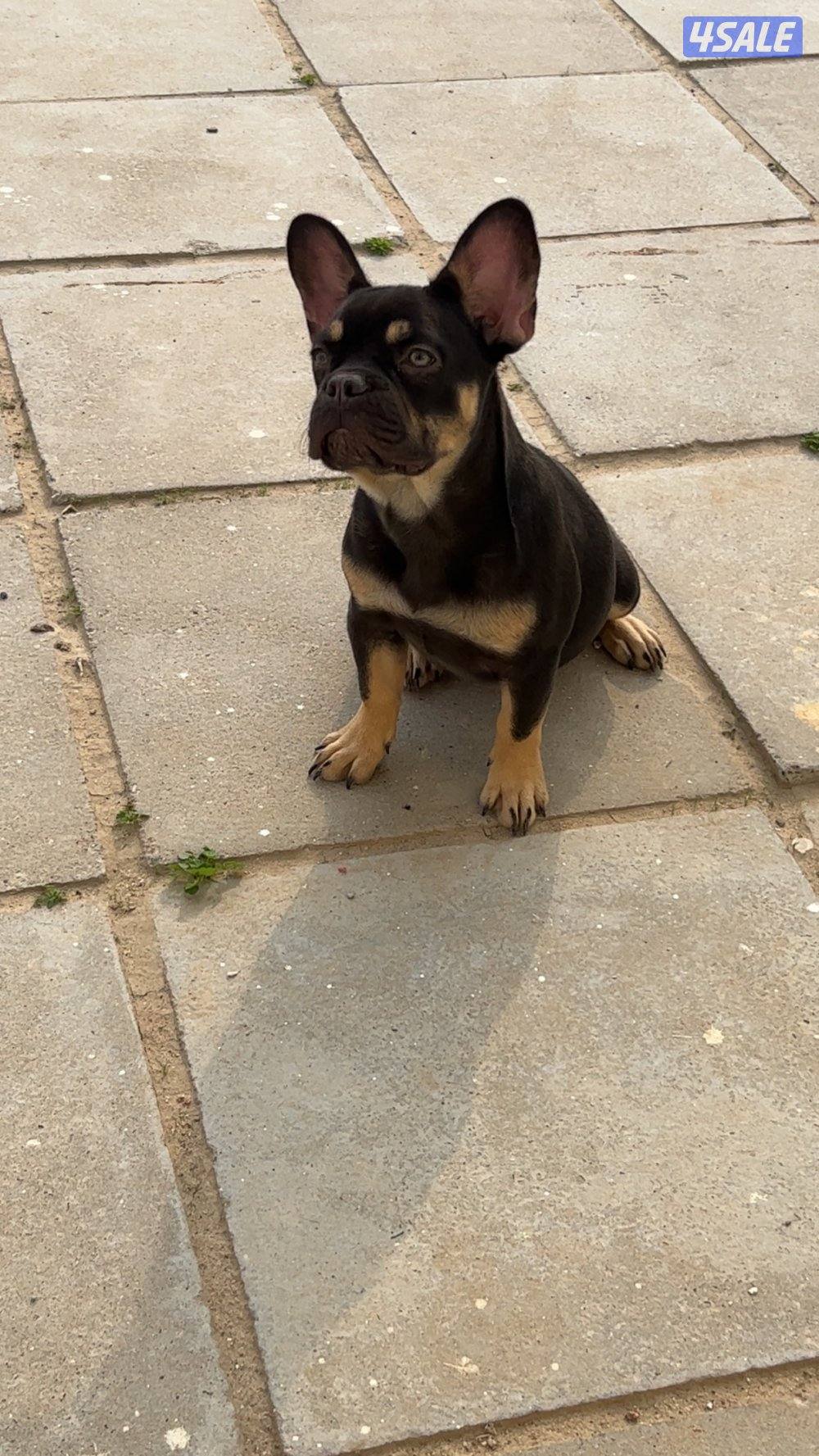 فرنش بولدوق ماخذ جميع تطعيماته العمر٤ شهور و نص والابو من روسيا1