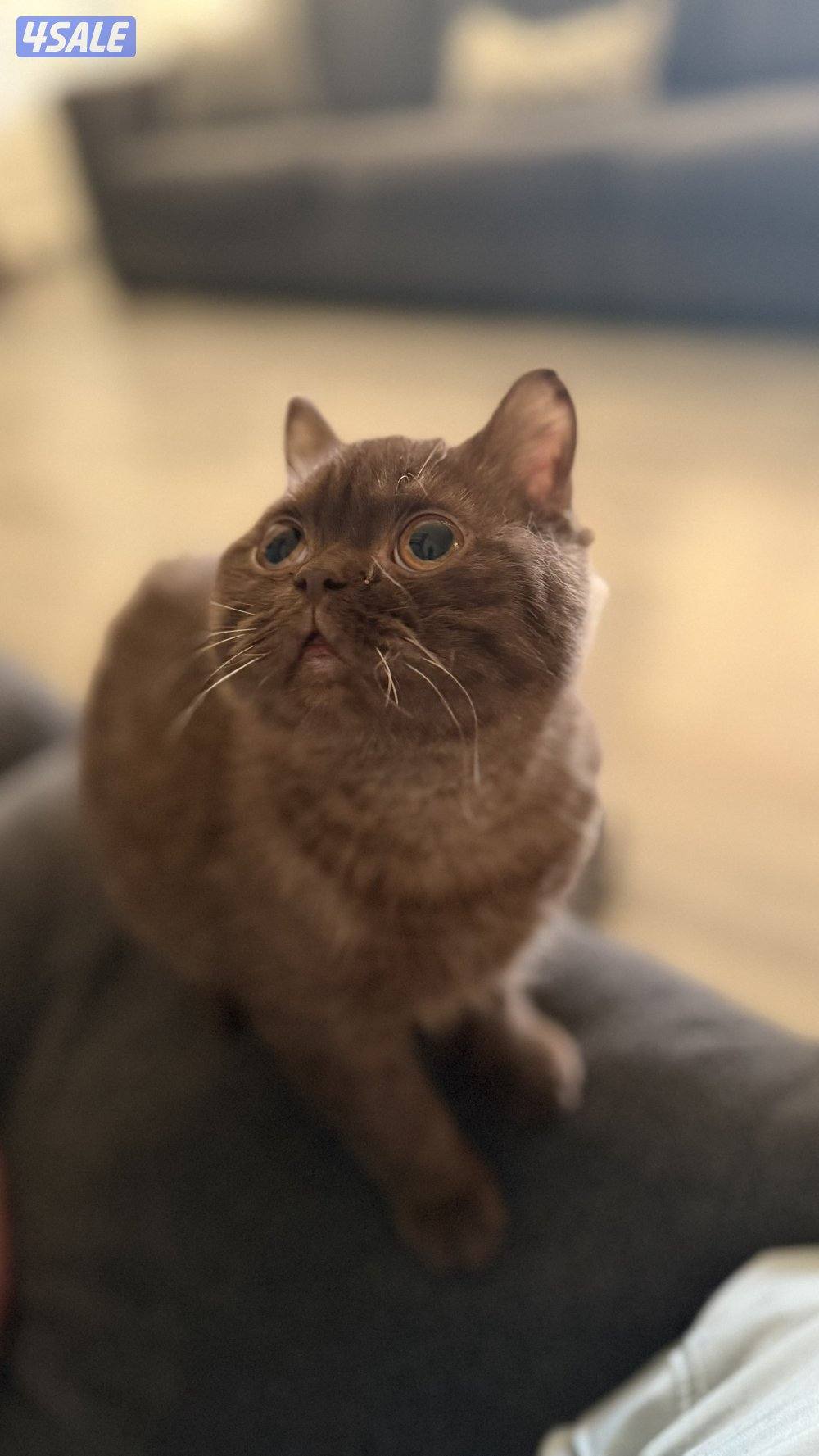 للبيع ذكر مسجل ومعاه بدقري جوكليت0